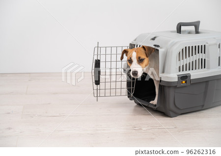 Jack Russell Terrier dog peeking out of travel cage. 96262316