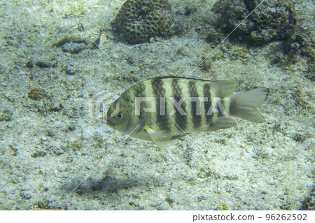 A damselfish swimming in the sea of Miyakojima A damselfish swimming in the sea of Miyakojima 96262502
