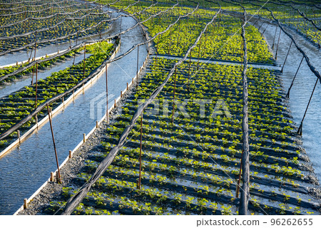 Wasabi fields with flowing water in the Northern Alps 96262655