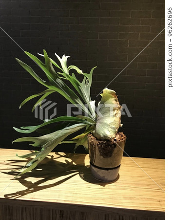 Vigorous fern Vigorous fern 96262696