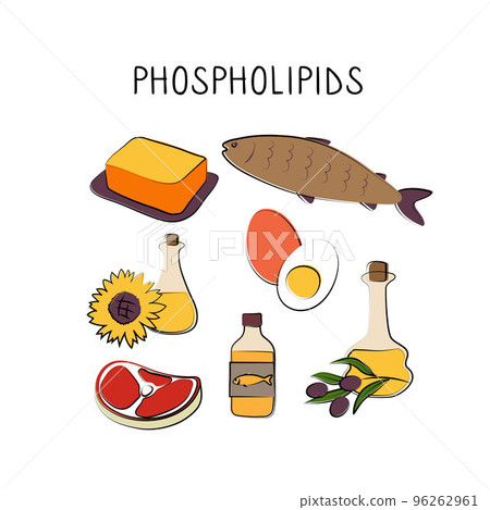 Phospholipids-containing food. Groups of healthy products containing vitamins and minerals. Set of fruits, vegetables, meats, fish and dairy Phospholipids-containing food. Groups of healthy products containing vitamins and minerals. Set of fruits, vegetables, meats, fish and dairy 96262961