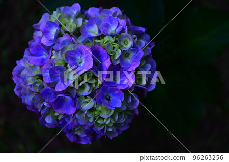 Hydrangea 96263256
