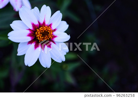 Zinnia Besshi 96263258