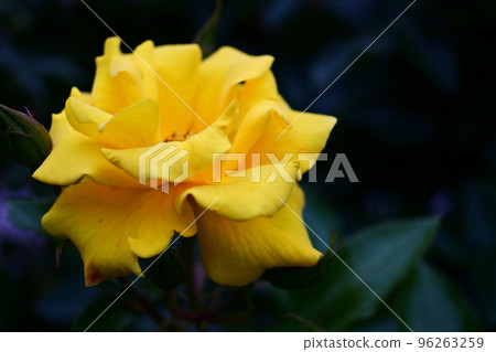 Yellow rose 96263259