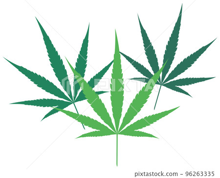 cannabis leaf illustration cannabis leaf illustration 96263335