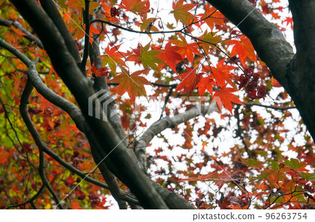 京都南禪寺,天珠庵的秋葉樹 京都南禪寺,天珠庵的秋葉樹 96263754