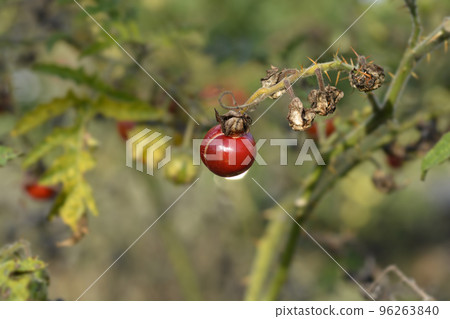 Sticky nightshade 96263840