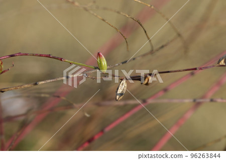 White Gaura White Gaura 96263844