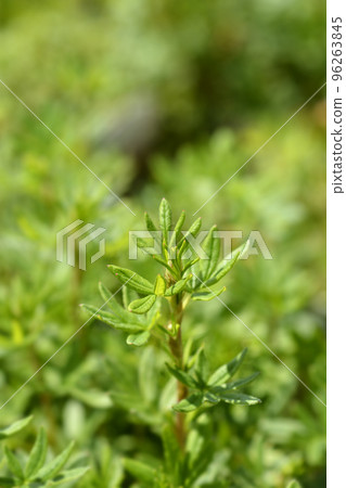 Shrubby Cinquefoil Goldfinger Shrubby Cinquefoil Goldfinger 96263845