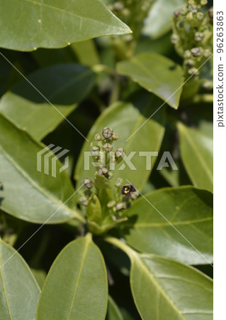 Japanese laurel 96263863