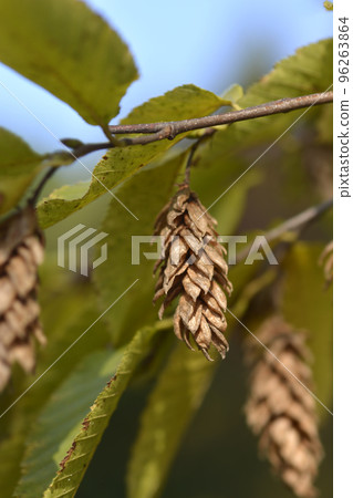 European hop hornbeam 96263864