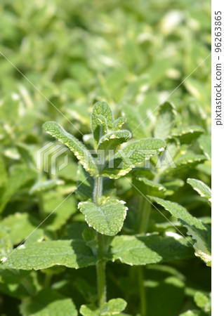 Pineapple mint Pineapple mint 96263865