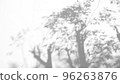 Abstract leaves natural shadow overlay on white texture background, for overlay on product presentation, backdrop and mockup 96263876