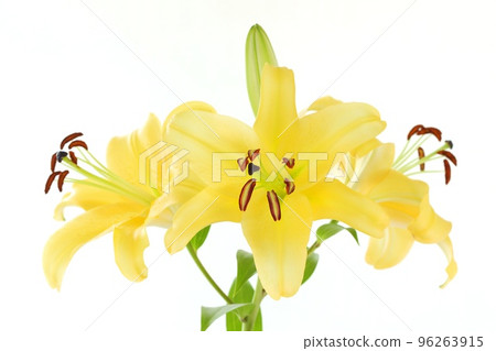 Large lilies, oriental hybrids, yellow flowers, bright background Large lilies, oriental hybrids, yellow flowers, bright background 96263915