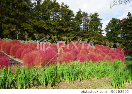 Autumn leaves Kokia 96263965