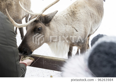male hand giving reindeer moss 96263984