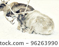 A closeup of a reindeer on snowy ground 96263990