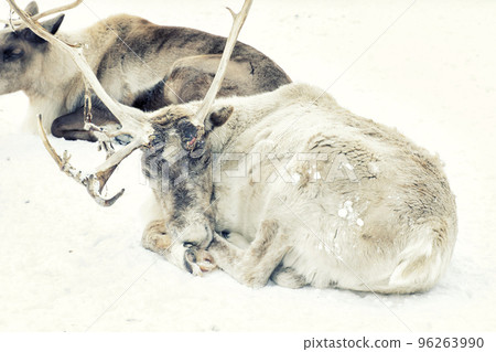 A closeup of a reindeer on snowy ground A closeup of a reindeer on snowy ground 96263990