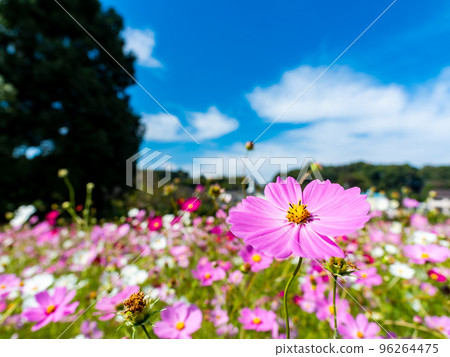 秋天的景色：可愛多彩的宇宙 96264475