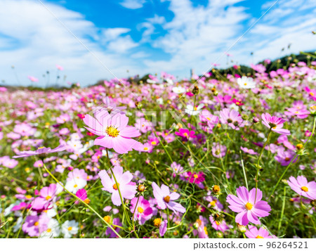 秋天的景色：可愛多彩的宇宙 96264521