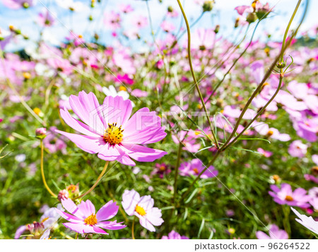 秋天的景色：可愛多彩的宇宙 96264522