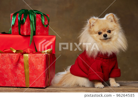 Happy holidays. Stylish pomeranian Spitz wearing warm knitted sweater sitting near festive boxes isolated over dark vintage background. Merry Christmas concept. 96264585