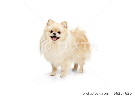 One beautiful fluffy pomeranian spitz looking up isolated on white background. Concept of breed domestic animal. health, care, vet. One beautiful fluffy pomeranian spitz looking up isolated on white background. Concept of breed domestic animal. health, care, vet. 96264620
