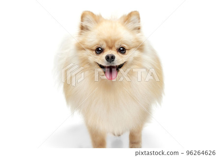 Closeup face of charming fluffy pomeranian spitz isolated on white background. Concept of breed domestic animal. health care, vet. Closeup face of charming fluffy pomeranian spitz isolated on white background. Concept of breed domestic animal. health care, vet. 96264626