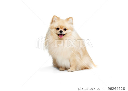 One beautiful fluffy pomeranian spitz posing isolated on white background. Concept of breed domestic animal. health, care, vet. One beautiful fluffy pomeranian spitz posing isolated on white background. Concept of breed domestic animal. health, care, vet. 96264628