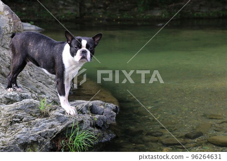 A popular spot for playing in the river, Mighty-kun, a Boston Terrier looking cute from the rocks of the Tokigawa River in Tokigawa Town♡ 96264631