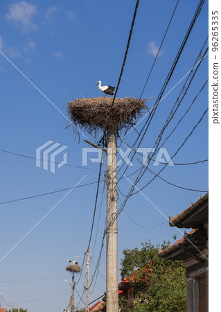 A lone stork (Ciconia ciconia) stands in a nest he created on an electric lighting pole A lone stork (Ciconia ciconia) stands in a nest he created on an electric lighting pole 96265335