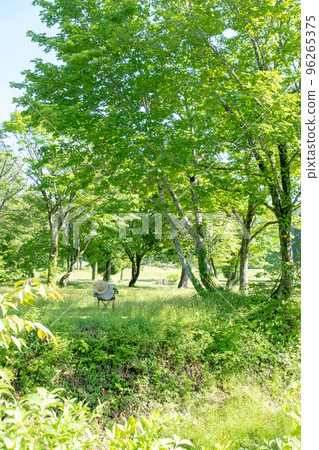 新鮮的綠色公園樹蔭和椅子(Oyama Kagamiganaru) 新鮮的綠色公園樹蔭和椅子(Oyama Kagamiganaru) 96265375