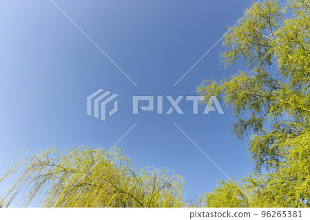 Fresh green scenery of willow and sawtooth oak in the blue sky Fresh green scenery of willow and sawtooth oak in the blue sky 96265381