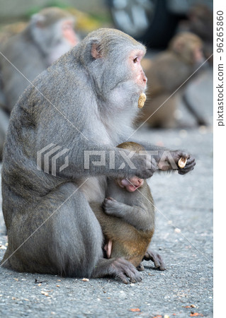 台灣獼猴 台灣 獼猴 猴子 Formosan macaque たいわんざる 台湾サル 台灣獼猴 台灣 獼猴 猴子 Formosan macaque たいわんざる 台湾サル 96265860