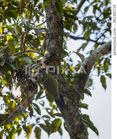 Grey headed woodpecker or Picus canus or grey faced woodpecker on tree at dhikala forest of jim corbett national park uttarakhand india asia Grey headed woodpecker or Picus canus or grey faced woodpecker on tree at dhikala forest of jim corbett national park uttarakhand india asia 96266530