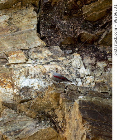 Wallcreeper or Tichodroma muraria a passerine bird on hill or mountains of foothills of himalayas uttarakhand india asia Wallcreeper or Tichodroma muraria a passerine bird on hill or mountains of foothills of himalayas uttarakhand india asia 96266531