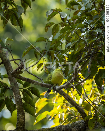 pin tailed green pigeon or Treron apicauda on tree at dhikala jim corbett national park uttarakhand india asia pin tailed green pigeon or Treron apicauda on tree at dhikala jim corbett national park uttarakhand india asia 96266532