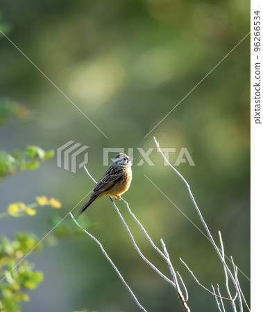 rock bunting or Emberiza cia bird in natural green background in winter season at manila utttarakhand india asia 96266534