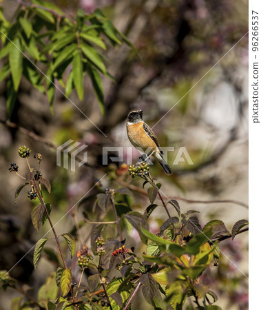 Siberian stonechat or Asian stonechat or Saxicola maurus bird closeup at manila uttarakhand india asia 96266537