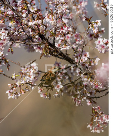russet sparrow or Passer rutilans or cinnamon tree sparrow perched on pink flower of Prunus cerasoides wild Himalayan cherry and sour cherry tree at manila uttarakhand india asia 96266539