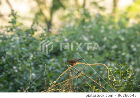Rusty-cheeked scimitar babbler or Pomatorhinus erythrogenys bird peched on branch at dhikala jim corbett national park uttarakhand india asia 96266543