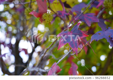 紅葉 96266652