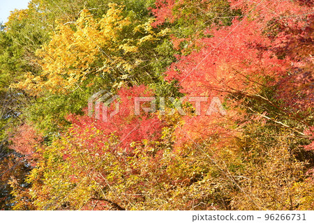 [和歌山縣高野町]大瀧紅葉瀑布 96266731