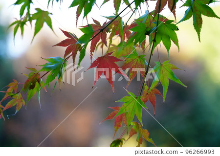 Acer palmatum 染成紅色 Acer palmatum 染成紅色 96266993