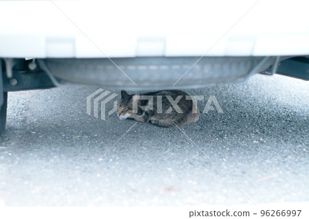 睡在車底下的流浪貓 96266997