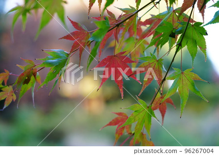 Acer palmatum dyed red Acer palmatum dyed red 96267004