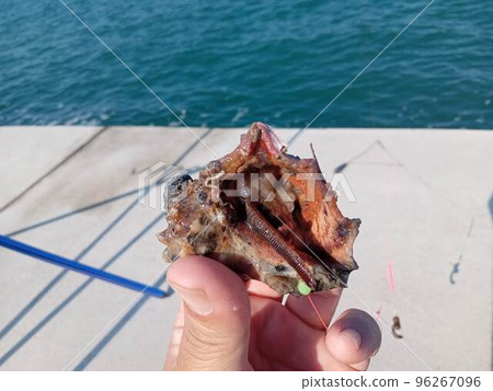 Caught an octopus hidden in a mussel Caught an octopus hidden in a mussel 96267096