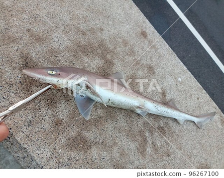 A white shark lying on a wharf along the road 96267100