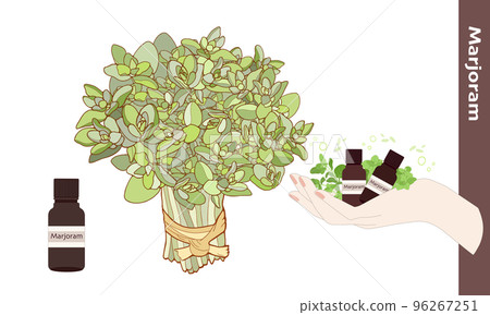 marjoram clipart