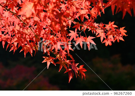 明亮的紅葉在京都 明亮的紅葉在京都 96267260